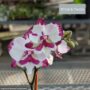 Orchid – Mini Pot